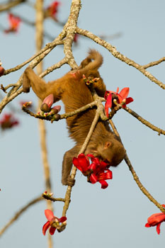 macaque